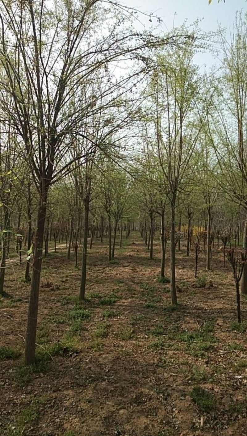 丝绵木2--12公分丝棉木