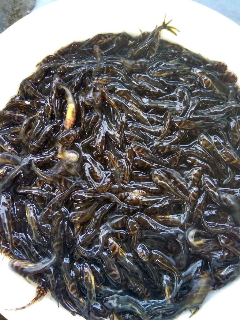 黄颡1两以下人工养殖