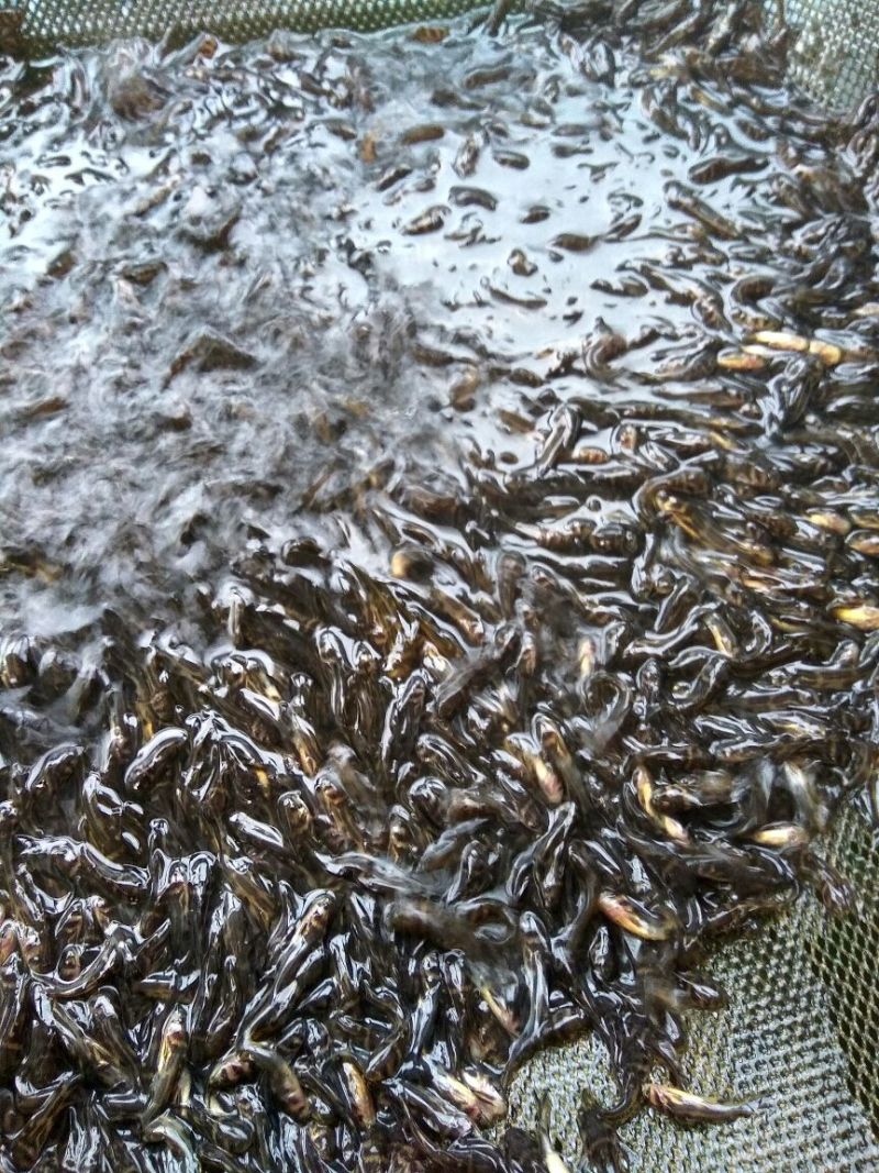 黄颡1两以下人工养殖