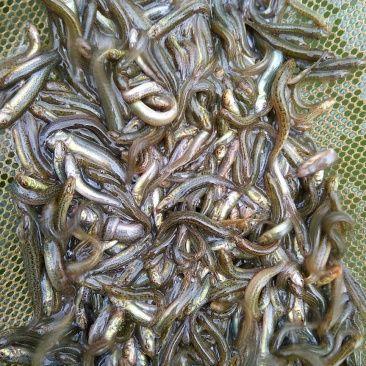 台湾泥鳅3~5cm人工养殖