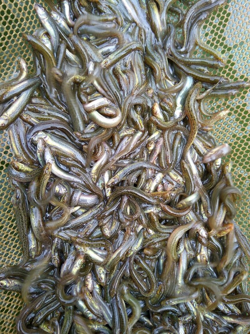台湾泥鳅3~5cm人工养殖