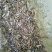 台湾泥鳅3~5cm人工养殖