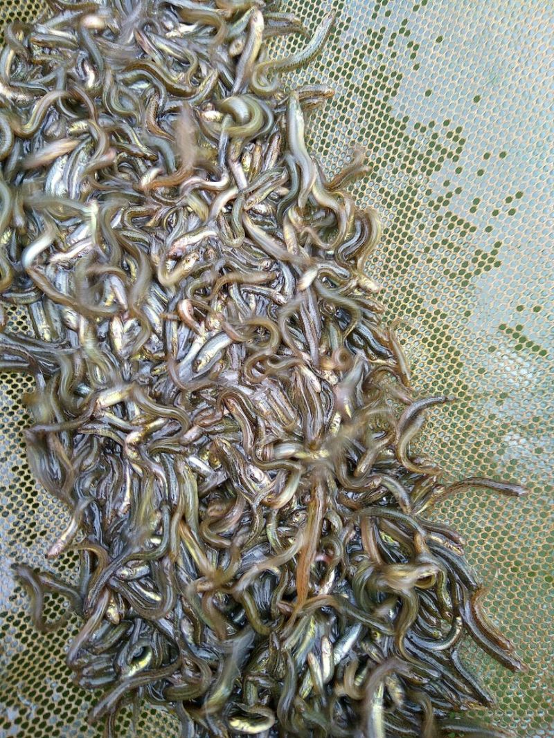 台湾泥鳅3~5cm人工养殖