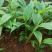 草果苗10cm以上