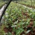 草果苗10cm以上