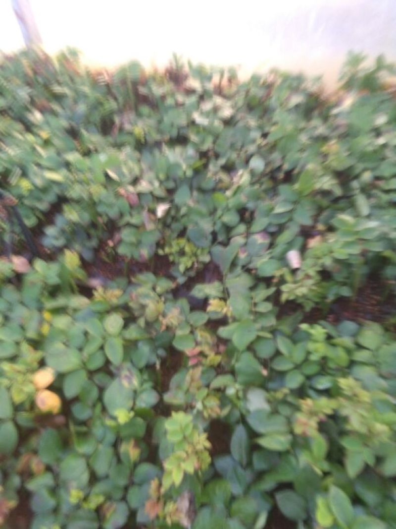 玫瑰苗新鲜种苗出苗中。