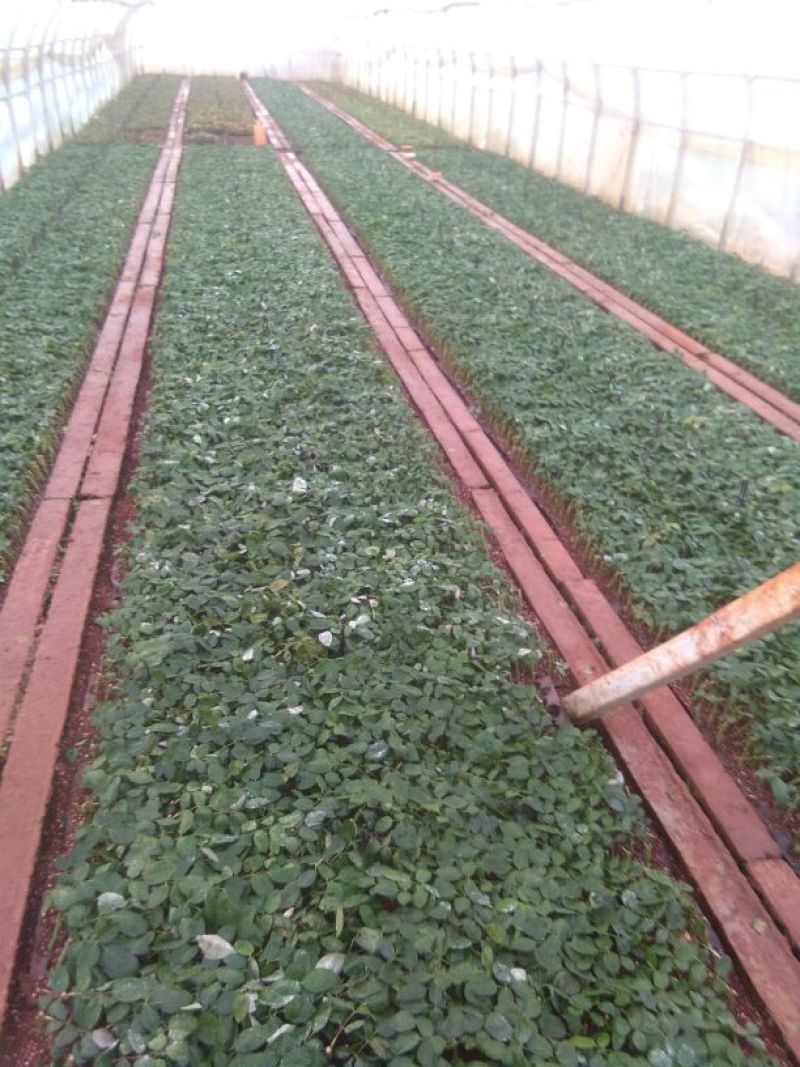 玫瑰苗新鲜种苗出苗中。
