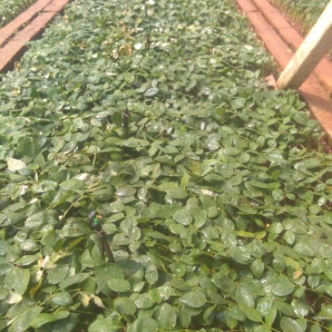 玫瑰苗新鲜种苗出苗中。