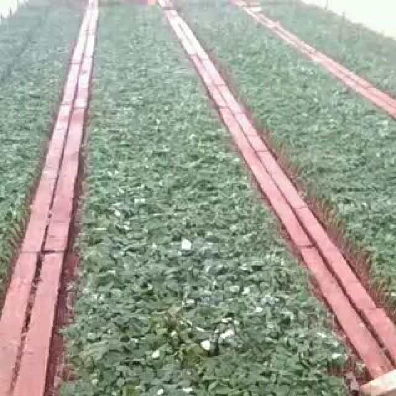 玫瑰苗新鲜种苗出苗中。