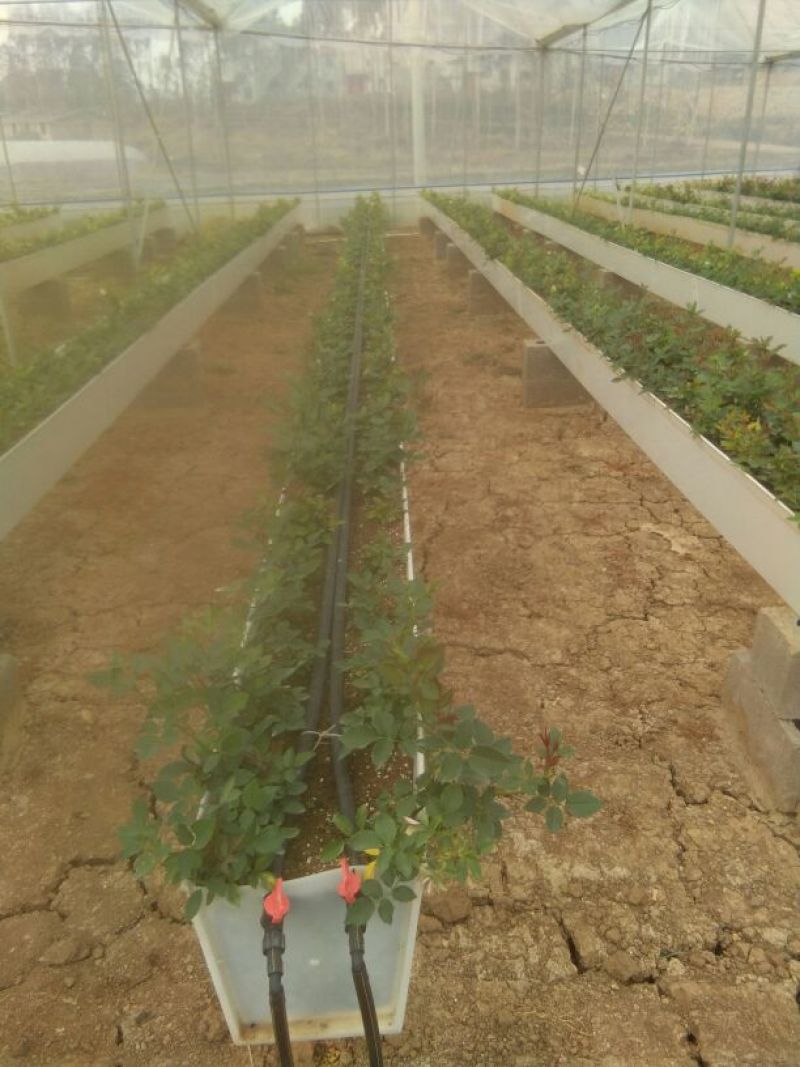 玫瑰苗新鲜种苗出苗中。
