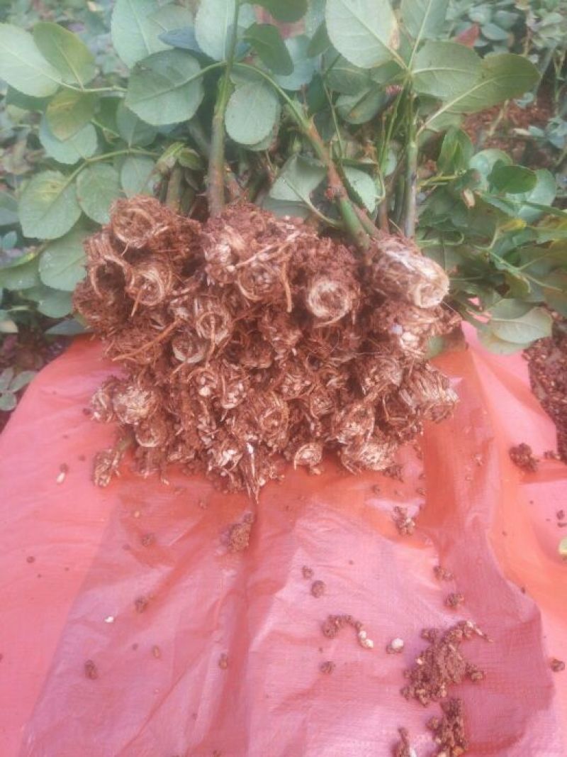 玫瑰苗新鲜种苗出苗中。