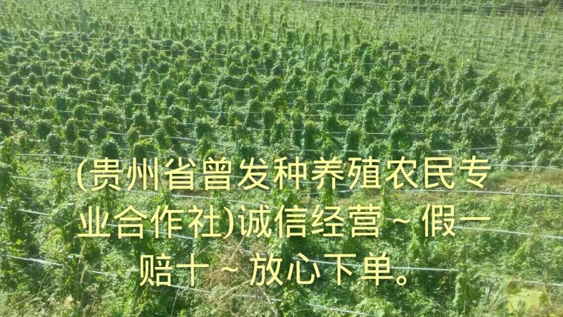 何首乌剪枝苗