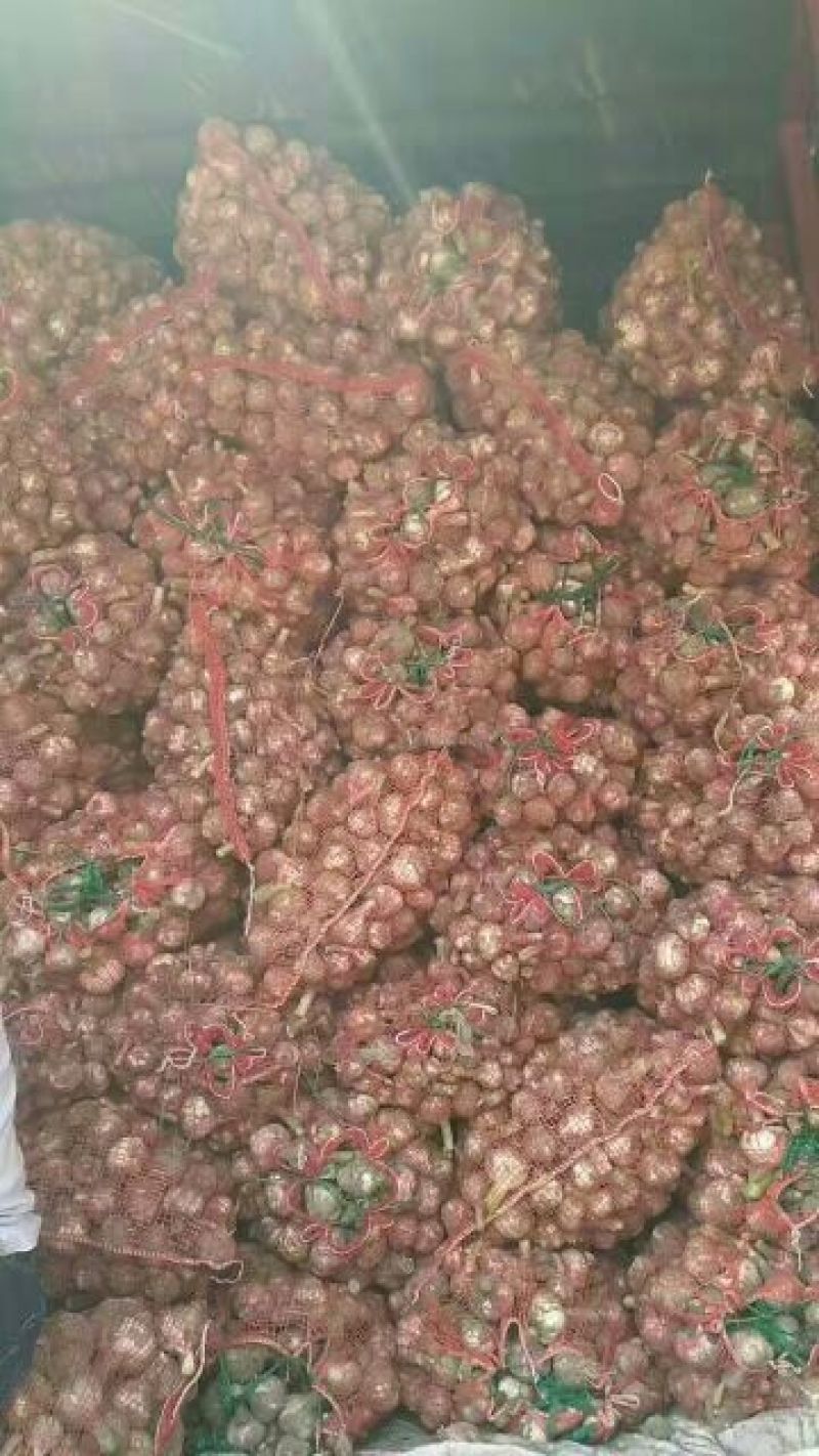 紫皮蒜混级统货