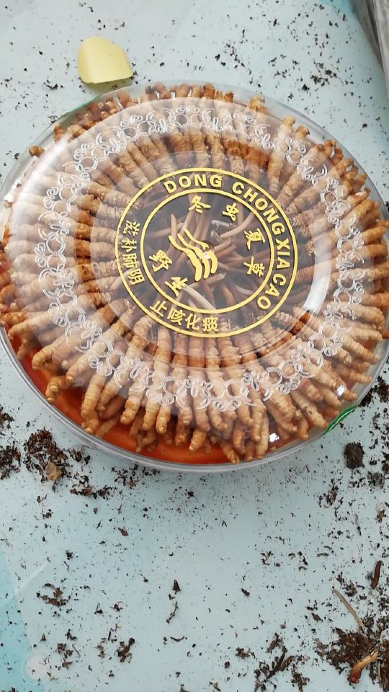 冬虫夏草袋装
