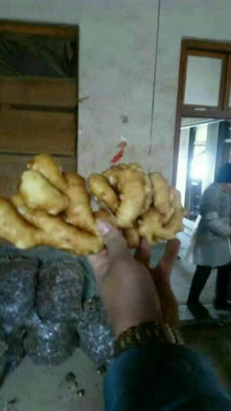面姜，沂水县种植基地欢迎各位老板前来订购，支持全国发货