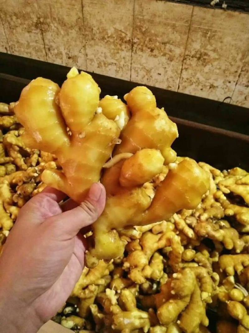 面姜，沂水县种植基地欢迎各位老板前来订购，支持全国发货