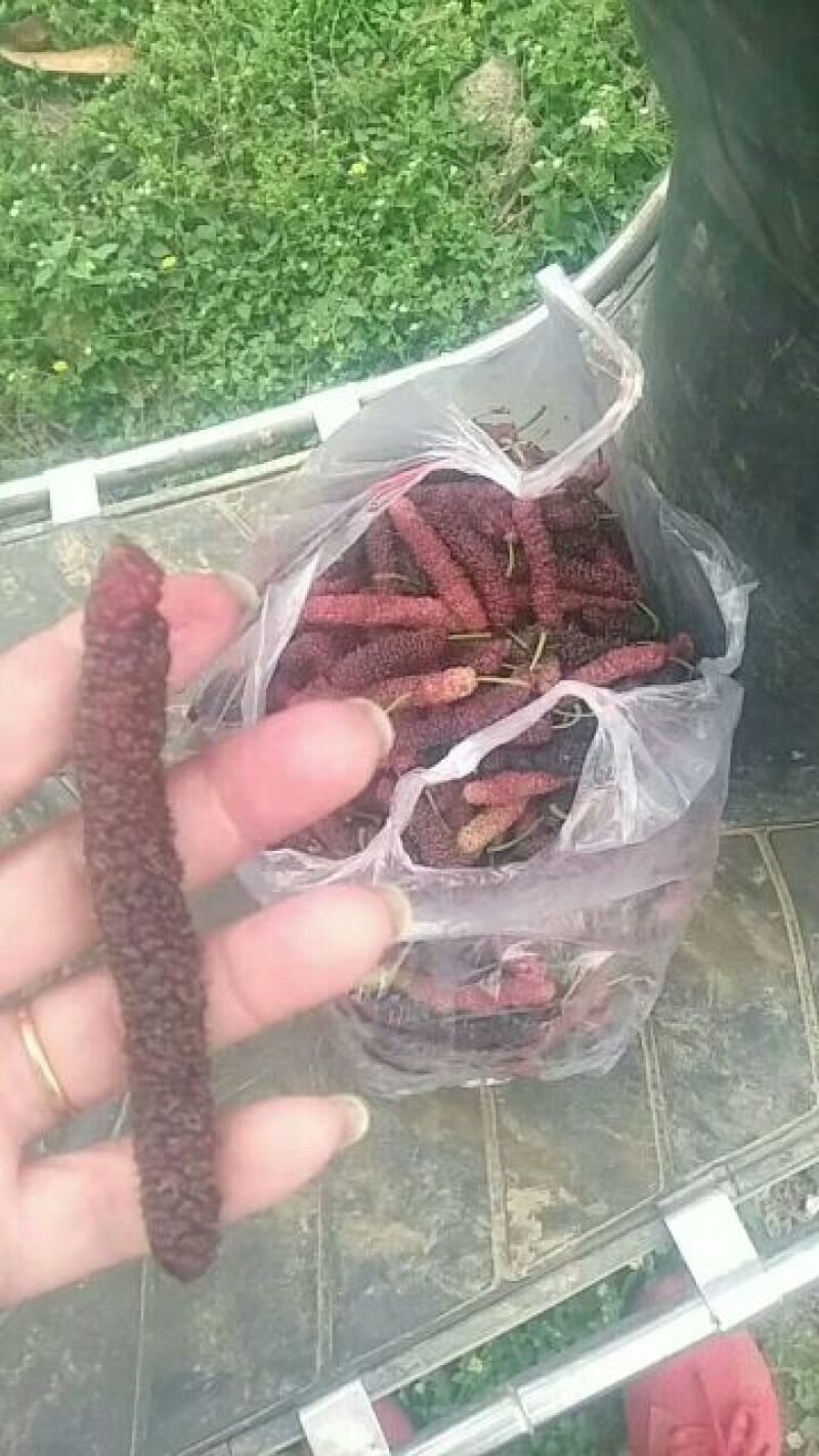 长果桑树苗，台湾四季长果桑苗