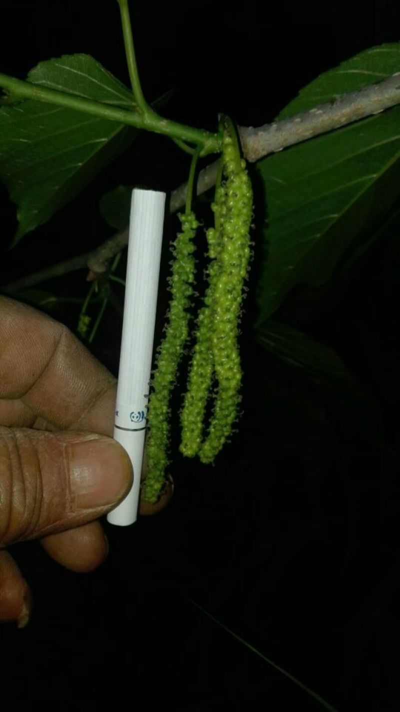 长果桑树苗，台湾四季长果桑苗