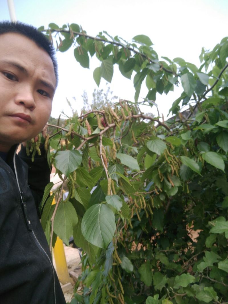 长果桑树苗80~100cm