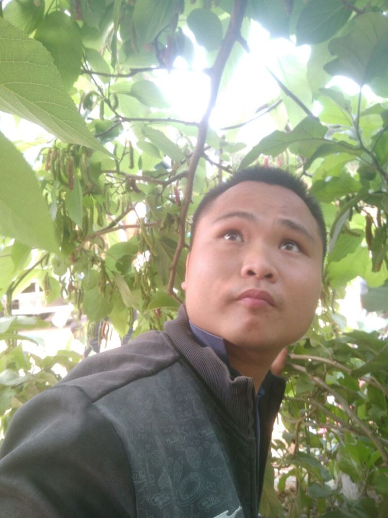 长果桑树苗80~100cm