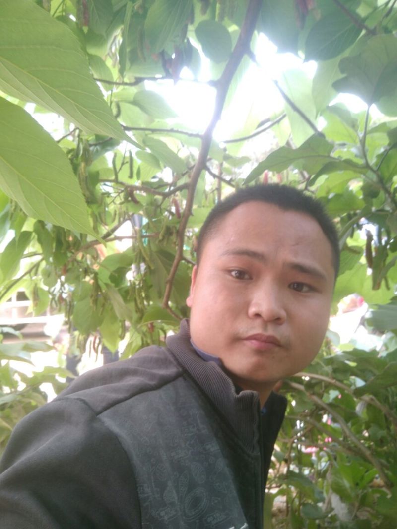 长果桑树苗80~100cm