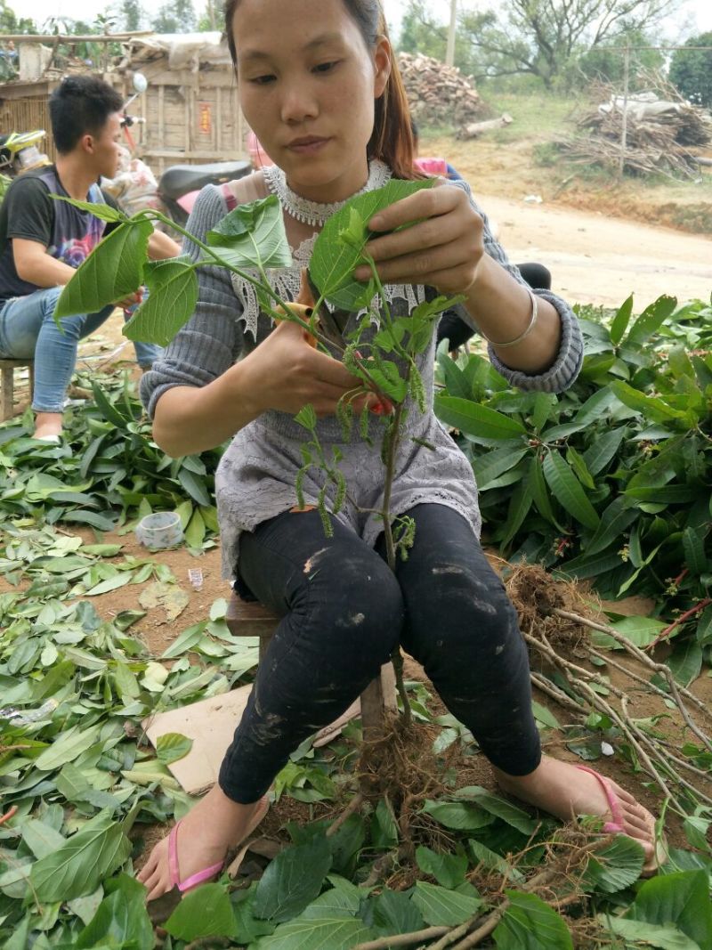 长果桑树苗80~100cm