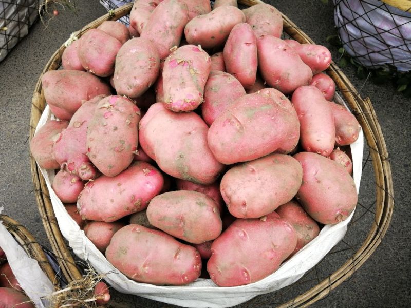 青薯9号土豆3两以上精品