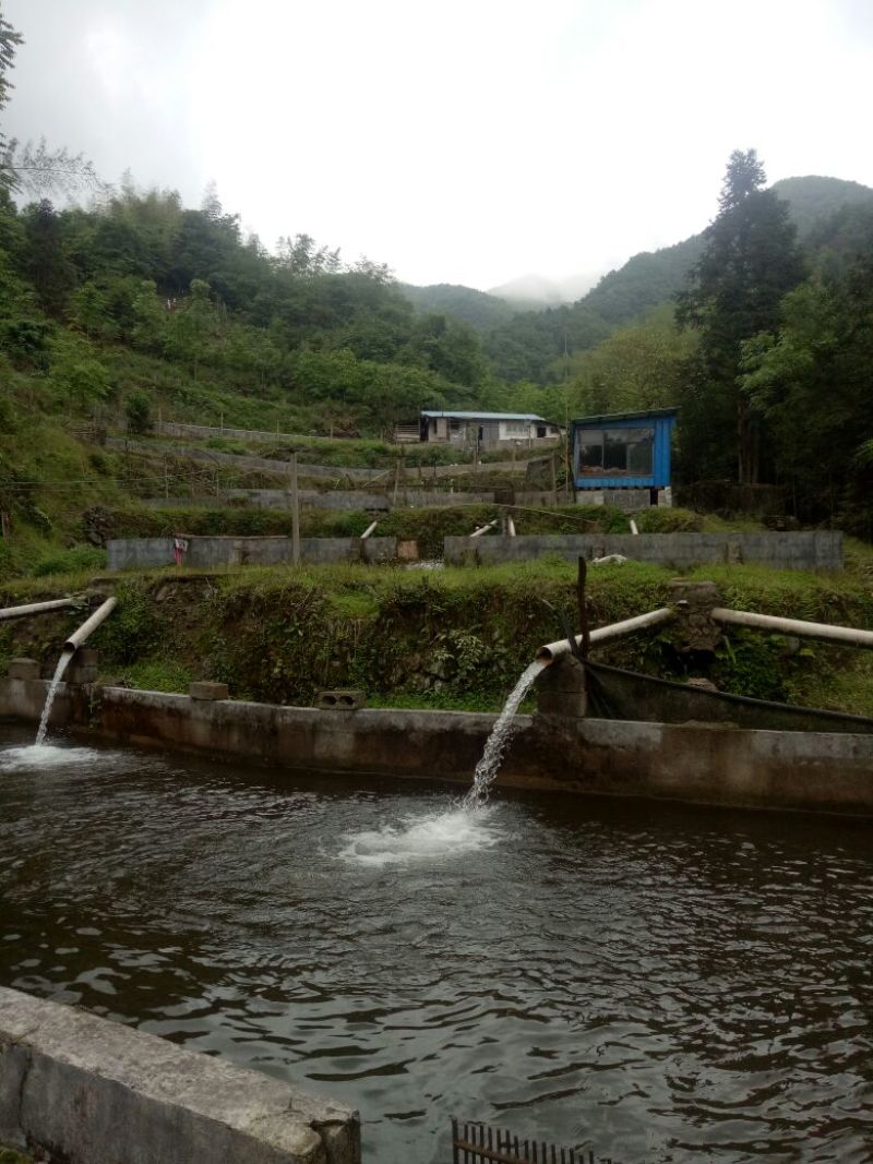 正宗的高山鲤鱼