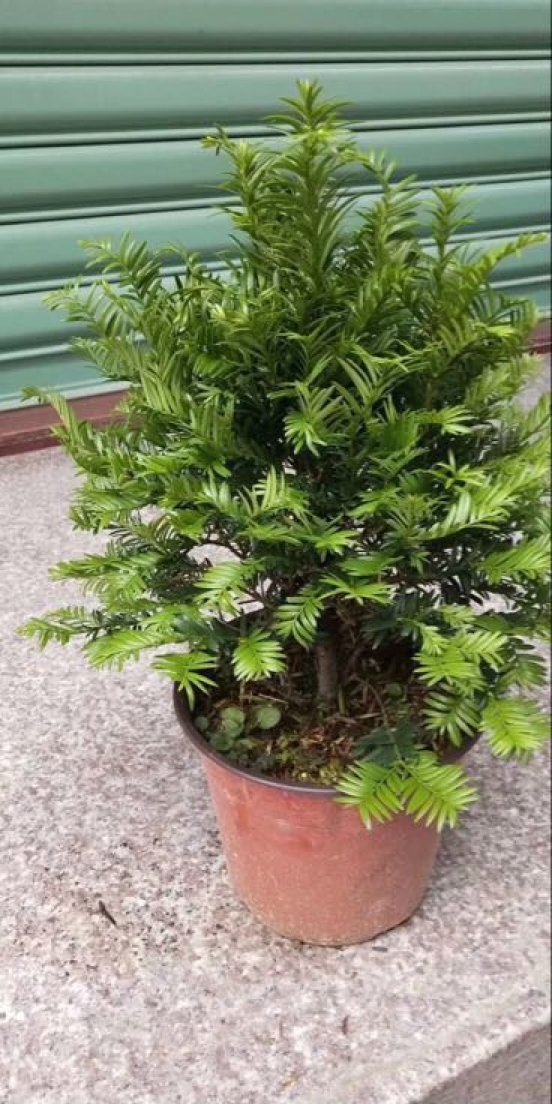 红豆衫20~30cm
