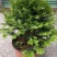 红豆衫20~30cm
