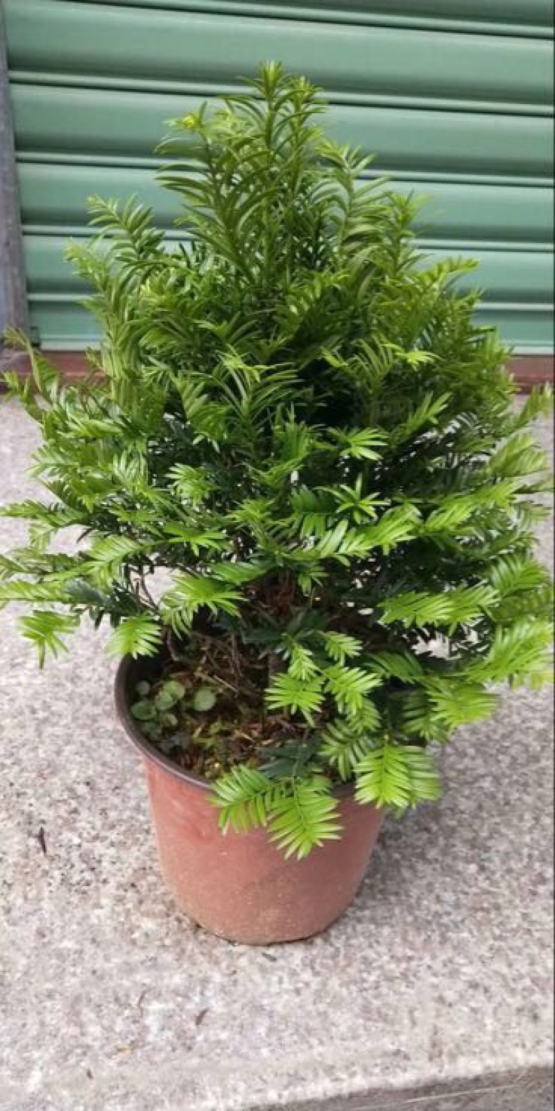 红豆衫20~30cm