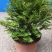 红豆衫20~30cm