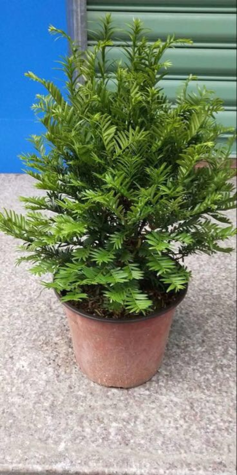 红豆衫20~30cm