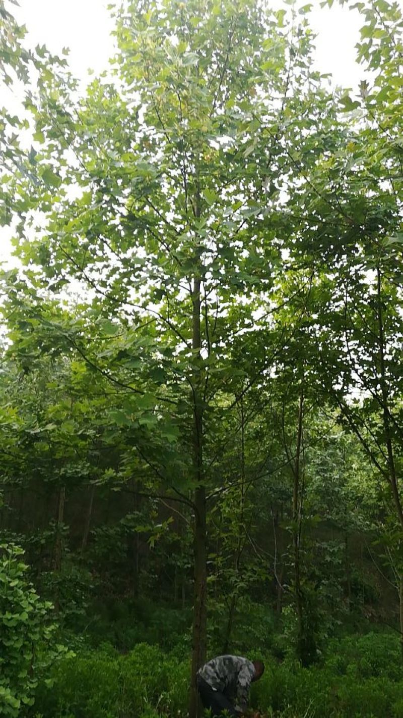 马褂木20cm以上18~20cm4米以上