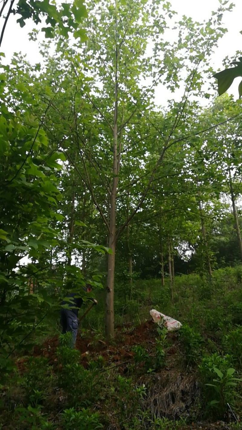 马褂木20cm以上18~20cm4米以上
