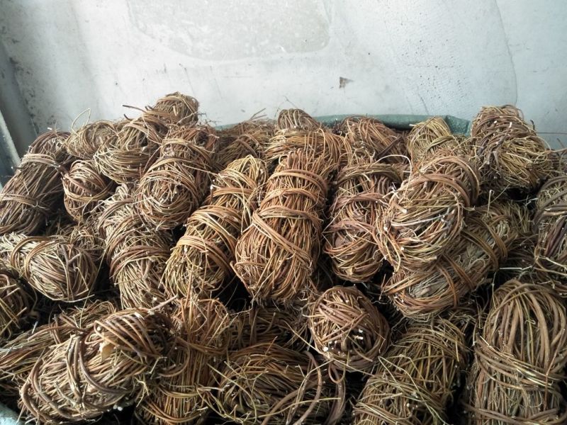 鸡骨草广西小扎把鸡骨草
