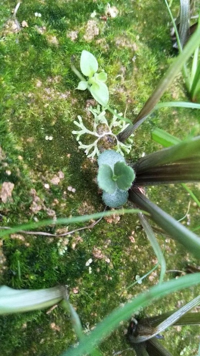 野蚕豆鲜货
