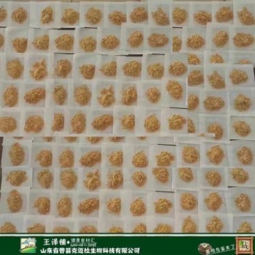 黑水虻卵，金虻10号