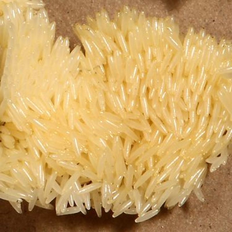 黑水虻卵，金虻10号