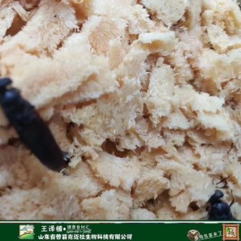 黑水虻卵，金虻10号