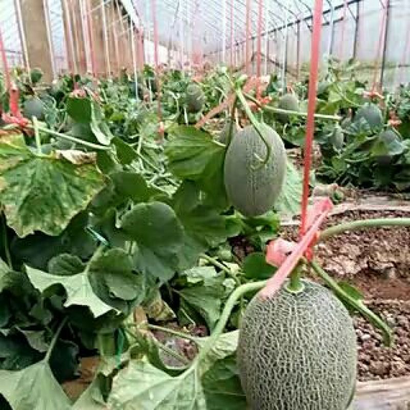 西州蜜瓜1斤以上长圆形