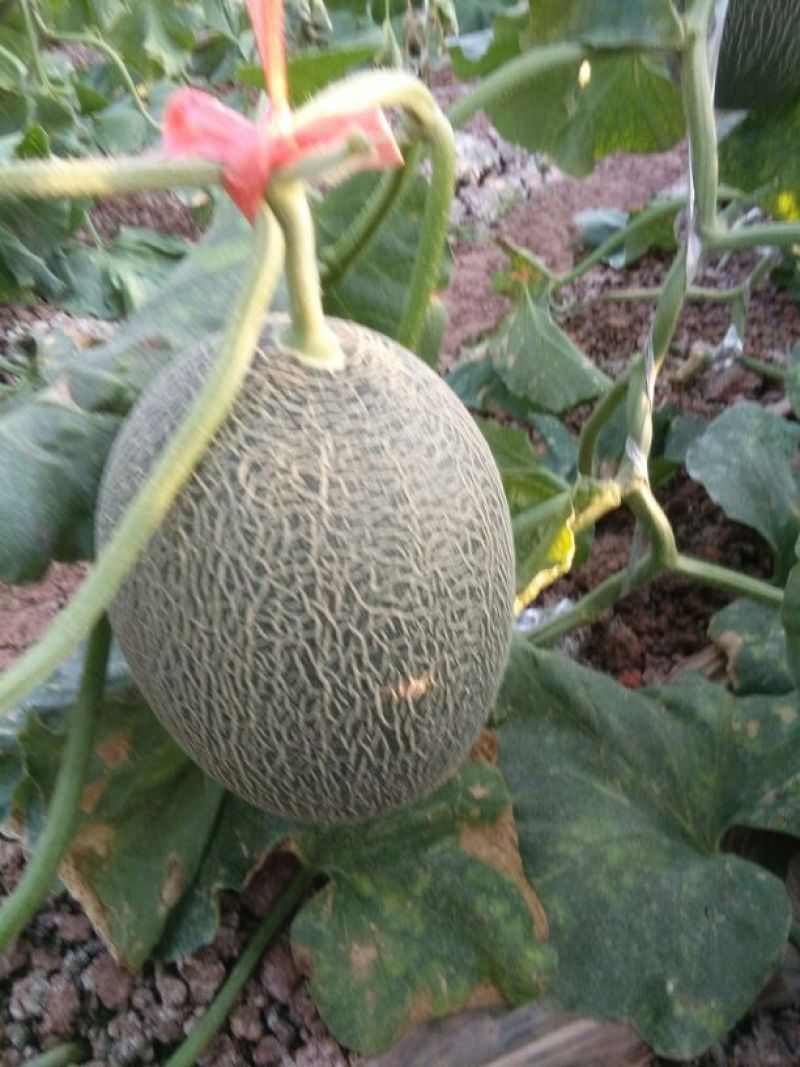 西州蜜瓜1斤以上长圆形