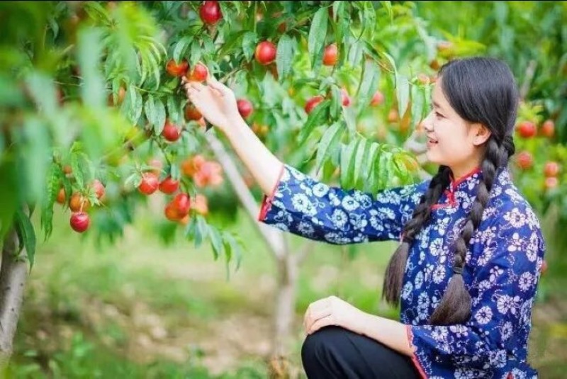 油桃大凉山新鲜油桃味道足甜度高每日供应量大