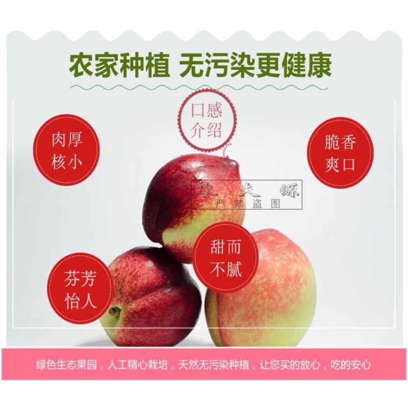 油桃大凉山新鲜油桃味道足甜度高每日供应量大