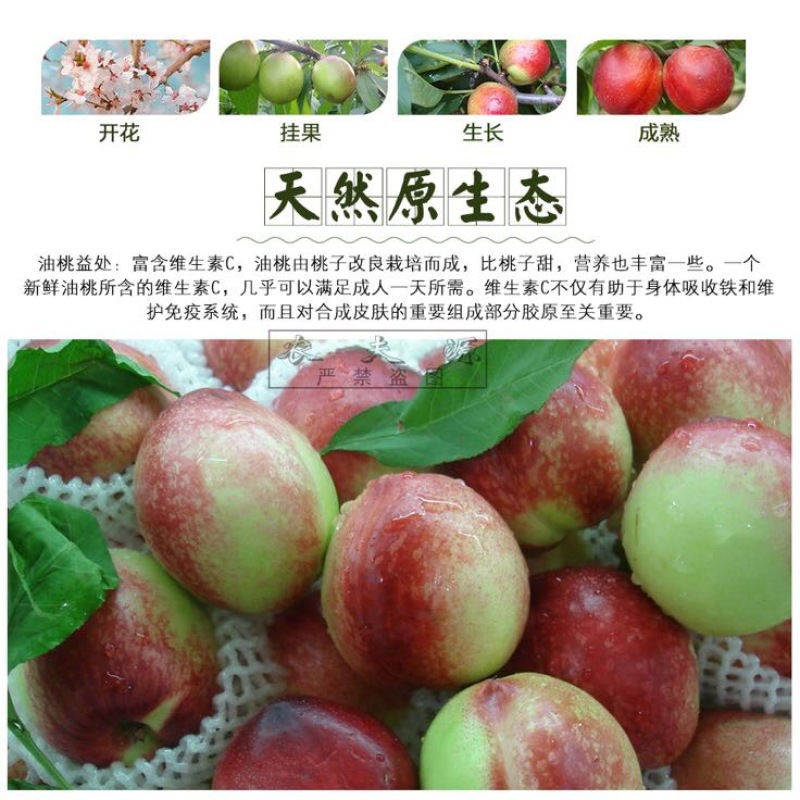油桃大凉山新鲜油桃味道足甜度高每日供应量大