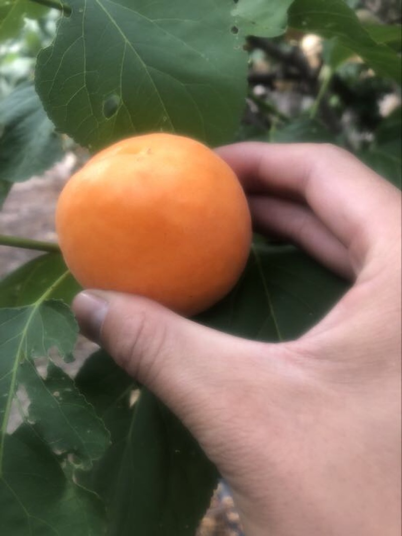 杏45mm以上