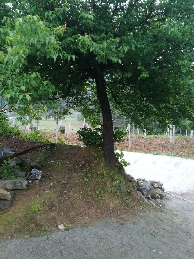 红梅