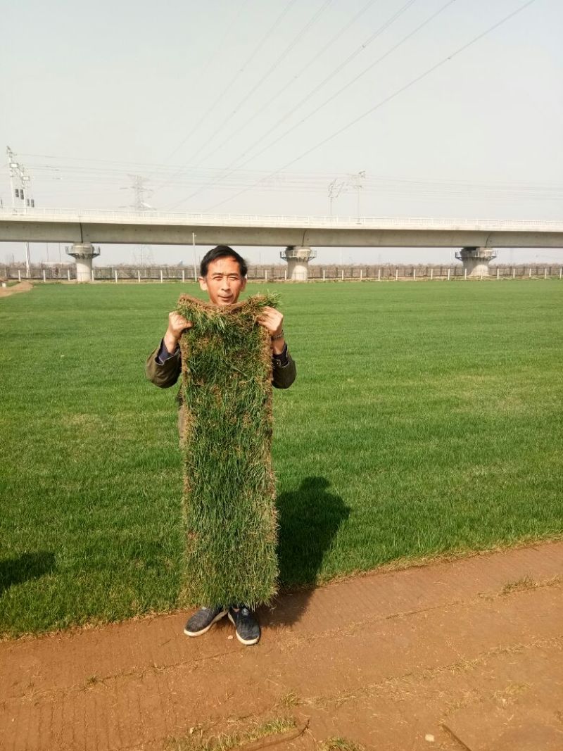 草皮
