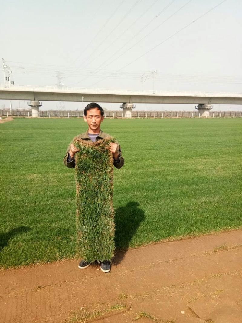 草皮