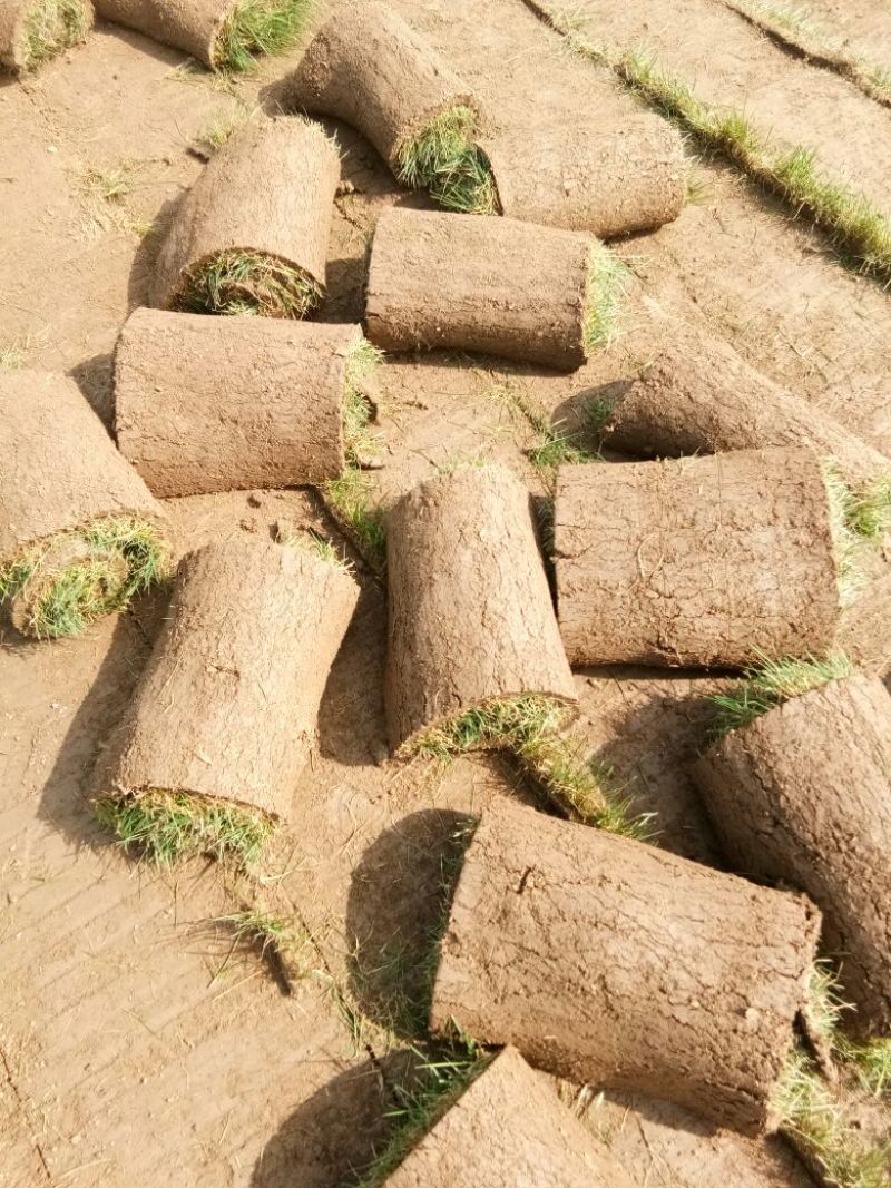 草皮